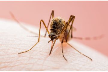 Infezione da West Nile Virus