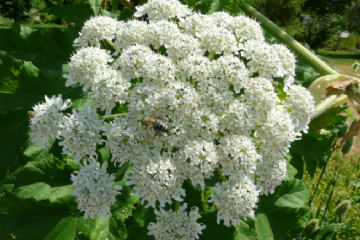  Heracleum Mantegazzianum