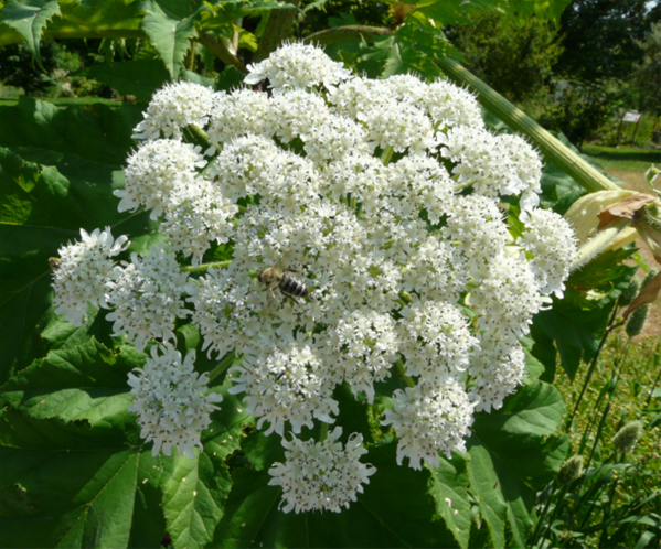  Heracleum Mantegazzianum
